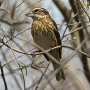 Rose-breasted Grosbeak