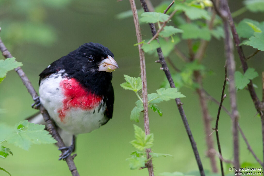 Rose-breasted Grosbeak male