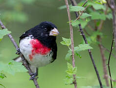 Rose-breasted Grosbeak