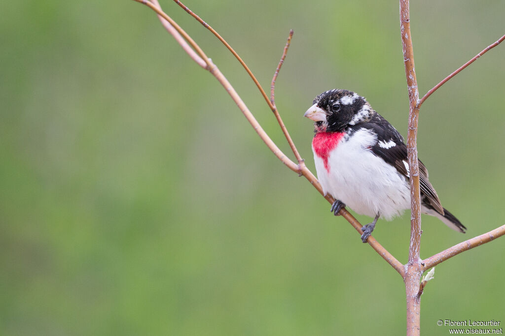 Rose-breasted Grosbeak male