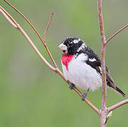 Rose-breasted Grosbeak