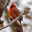 Cardinal rouge