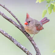 Northern Cardinal