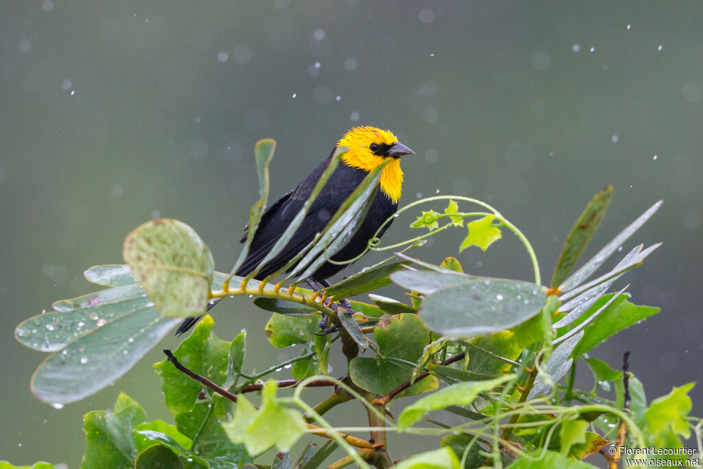 Yellow-hooded Blackbird male adult