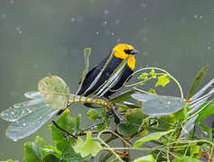 Yellow-hooded Blackbird