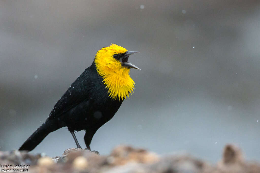 Yellow-hooded Blackbird male adult, song