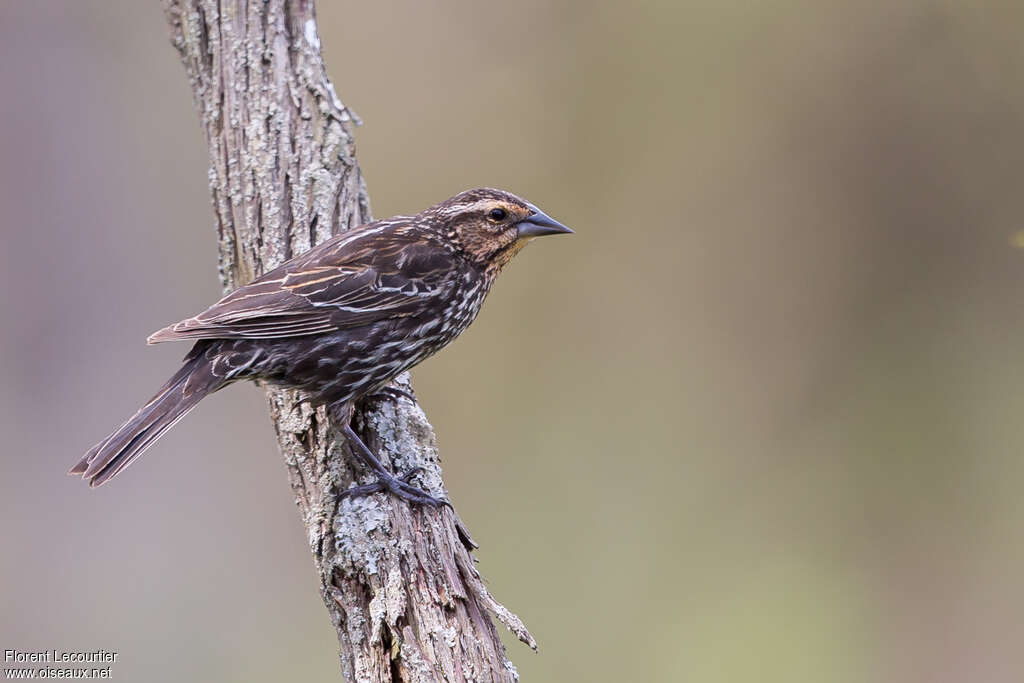 Red-winged Blackbird female adult