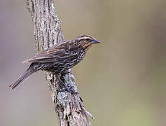 Red-winged Blackbird