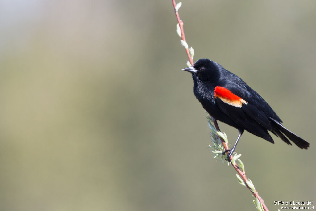 Red-winged Blackbird male