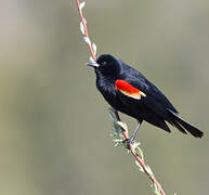 Red-winged Blackbird