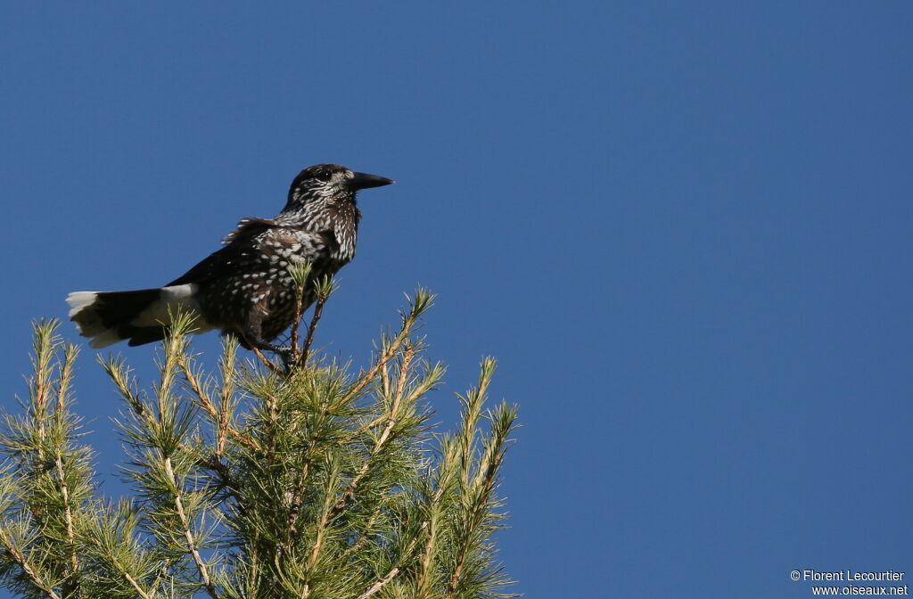 Spotted Nutcracker