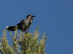 Northern Nutcracker