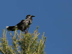 Spotted Nutcracker