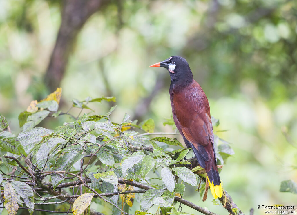 Montezuma Oropendola