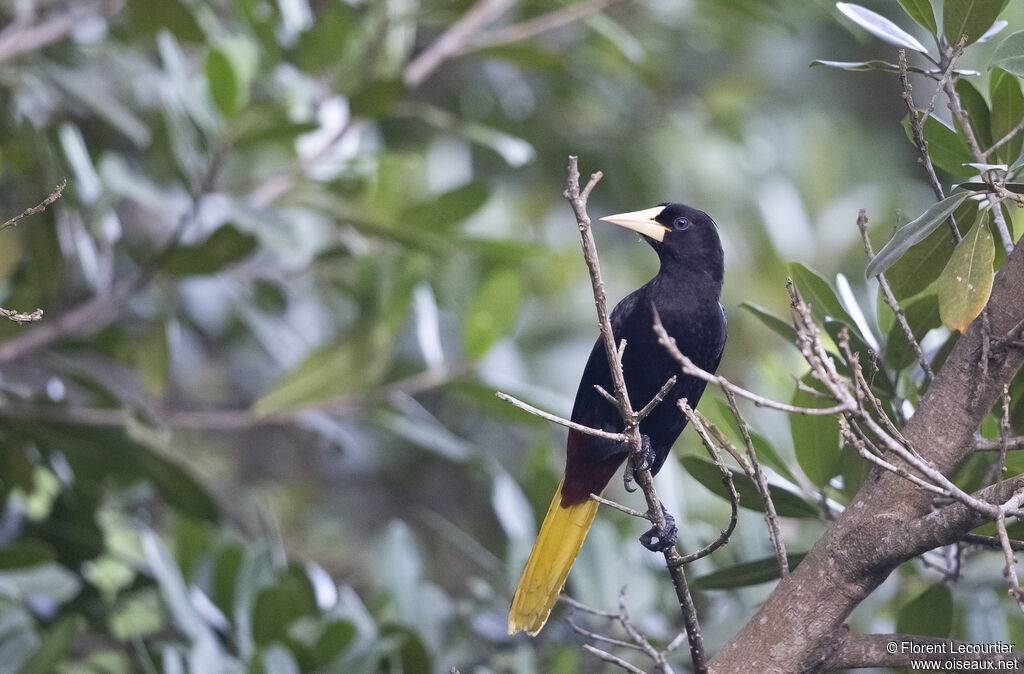 Crested Oropendola