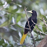 Crested Oropendola