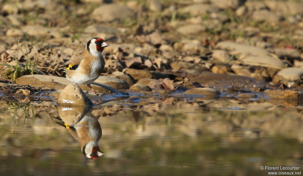 European Goldfinch