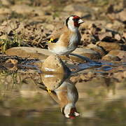 European Goldfinch