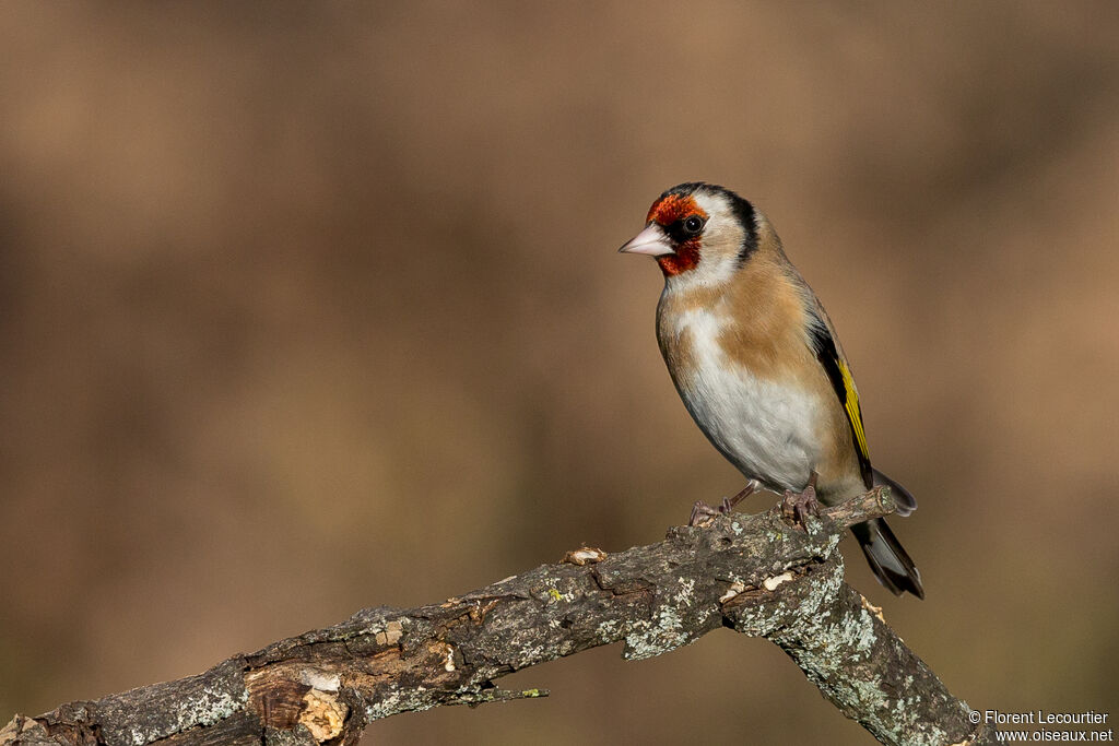 Chardonneret élégant