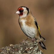 European Goldfinch