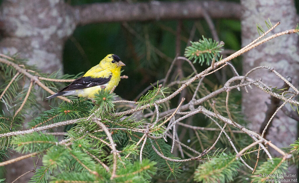 American Goldfinch