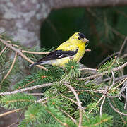 Chardonneret jaune