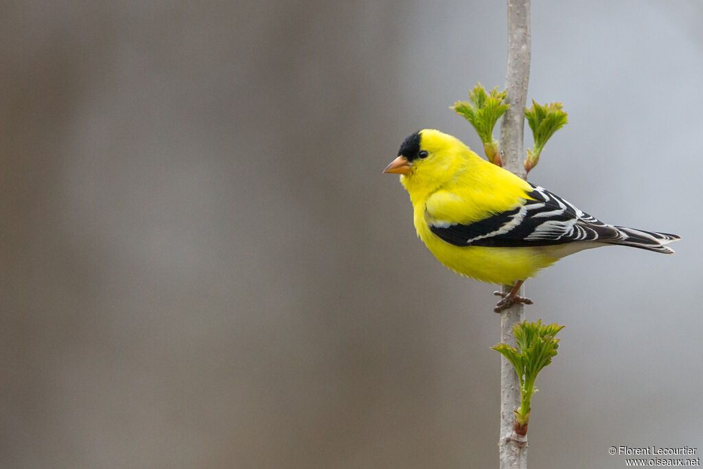 Chardonneret jaune