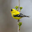 Chardonneret jaune