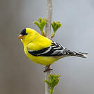 Chardonneret jaune
