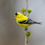 Chardonneret jaune