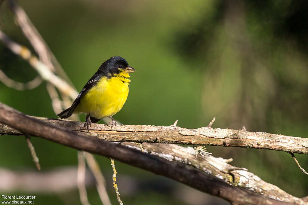 Lesser Goldfinch male adult, close-up portrait