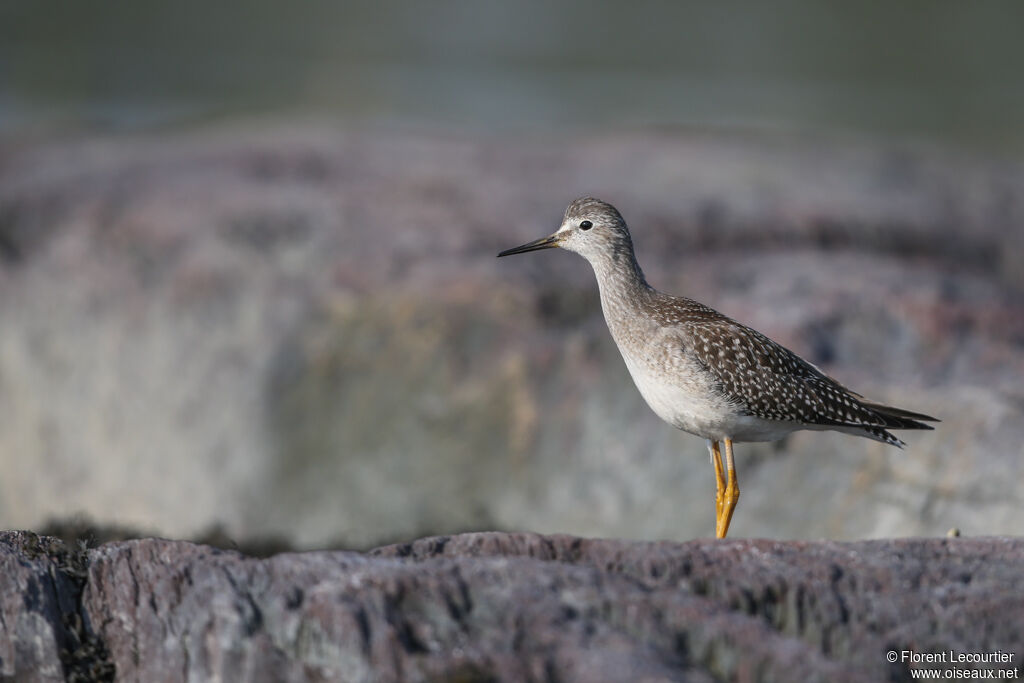 Lesser Yellowlegs