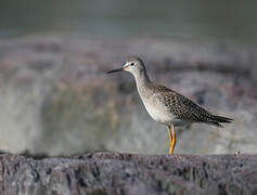 Lesser Yellowlegs