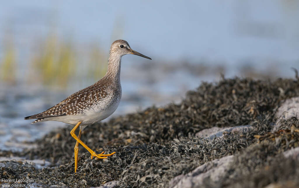 Lesser Yellowlegsjuvenile, identification