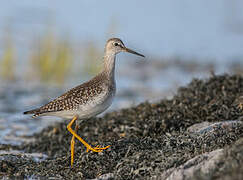 Lesser Yellowlegs