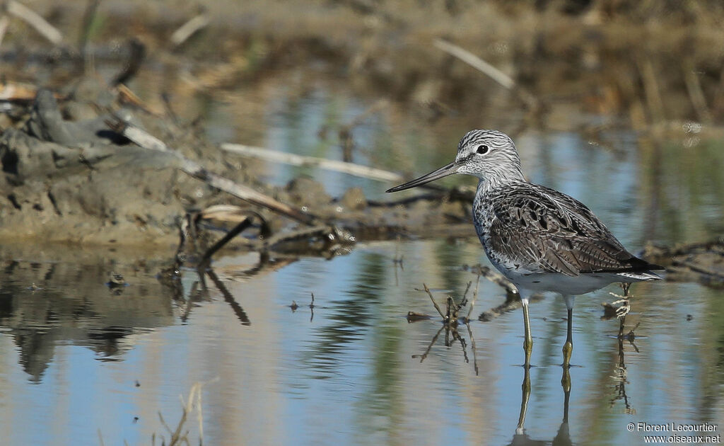 Common Greenshank