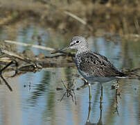 Common Greenshank