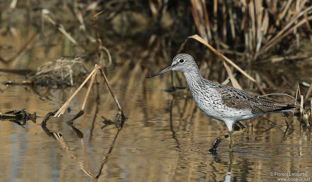 Common Greenshank