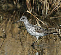 Common Greenshank