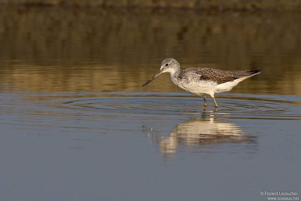 Common Greenshank