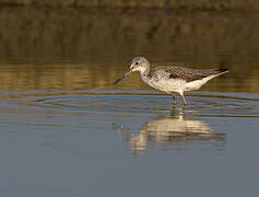 Common Greenshank