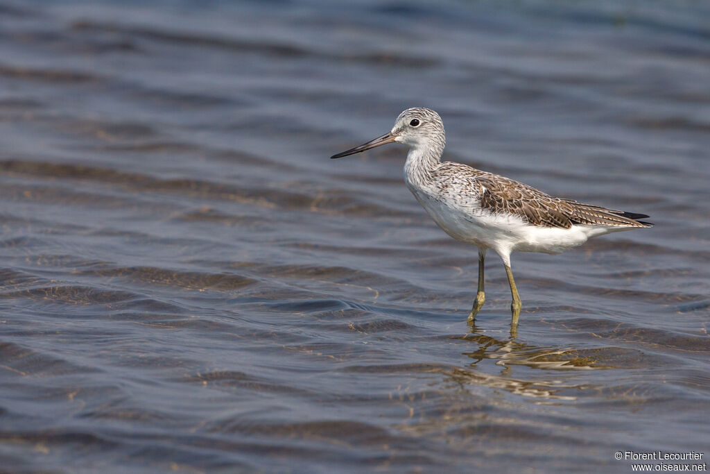 Common Greenshank