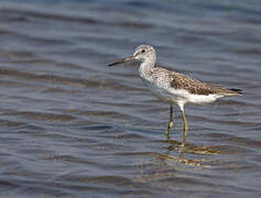 Common Greenshank