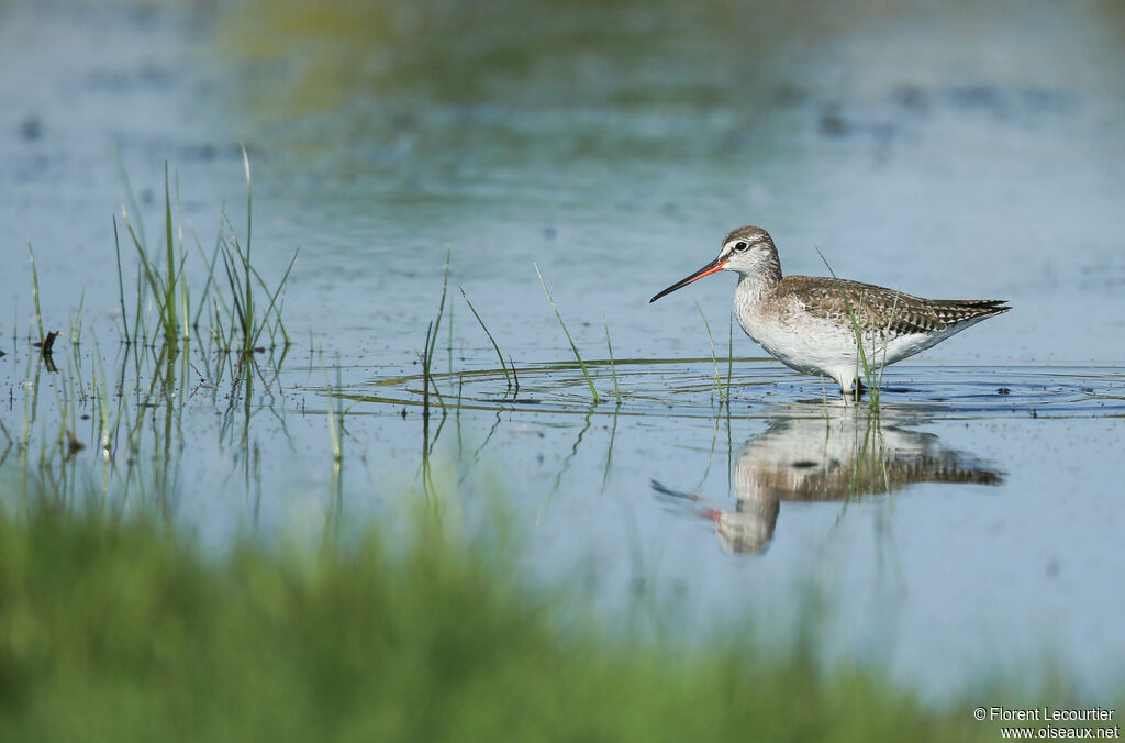 Spotted Redshank