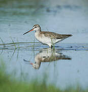 Spotted Redshank