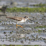 Terek Sandpiper