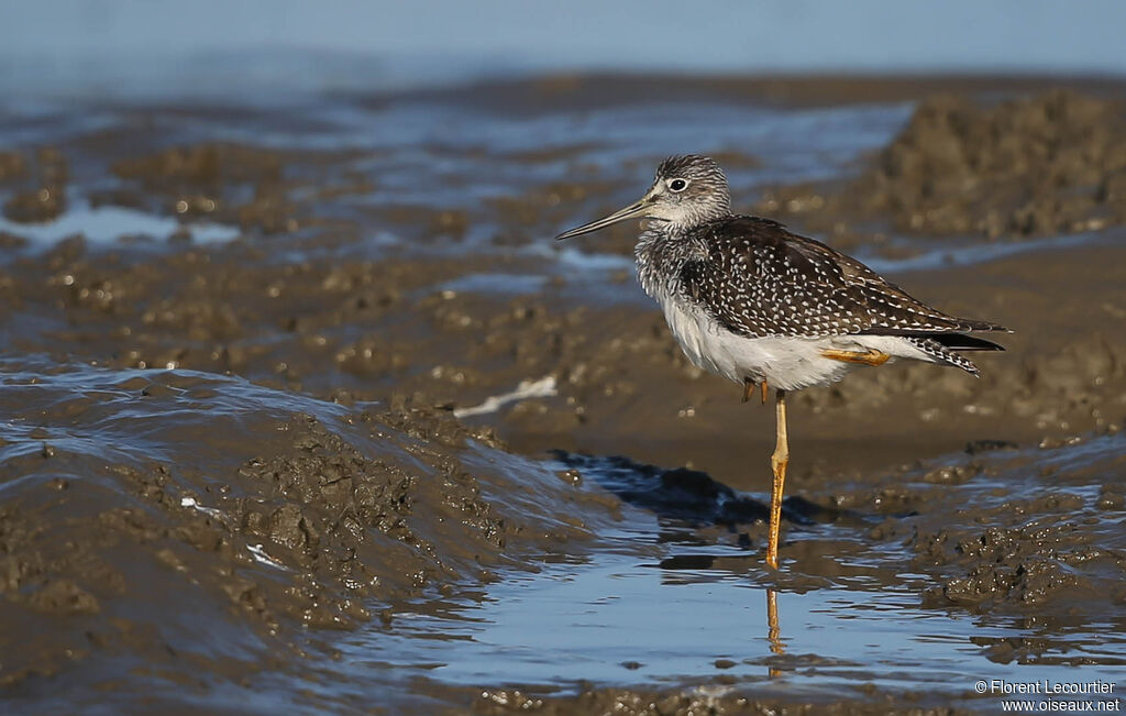 Greater Yellowlegs