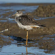 Greater Yellowlegs