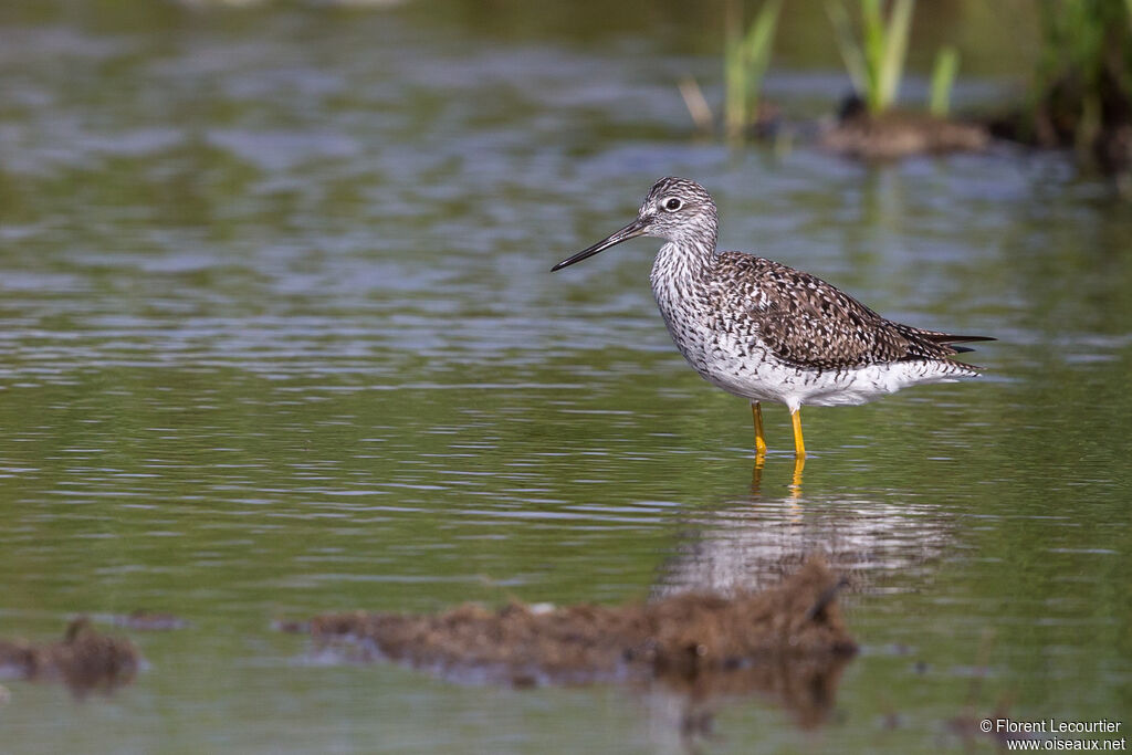 Greater Yellowlegsadult breeding