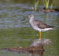 Greater Yellowlegs